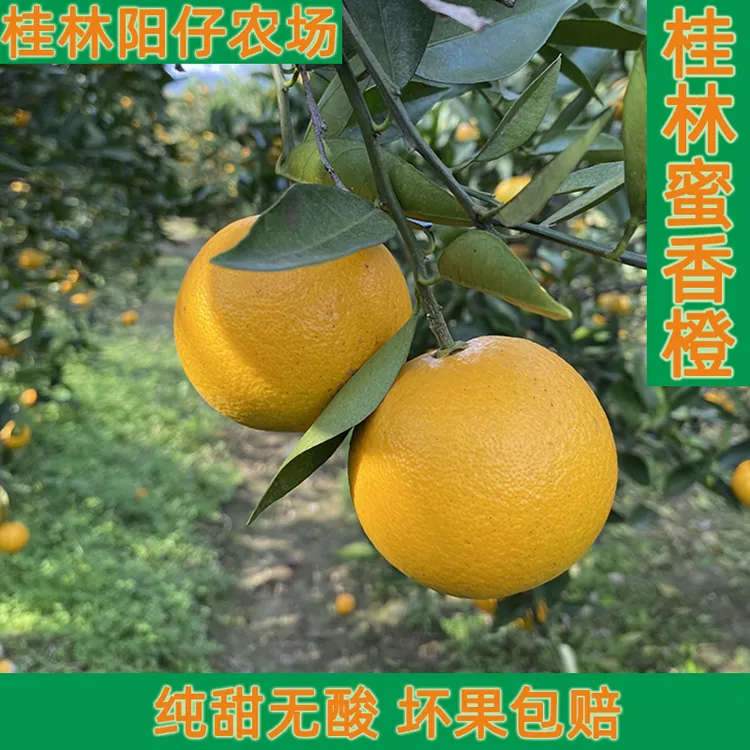 桂林蜜香橙橙子埃及橙应季水果新鲜采摘纯甜无酸自家果园直发包邮