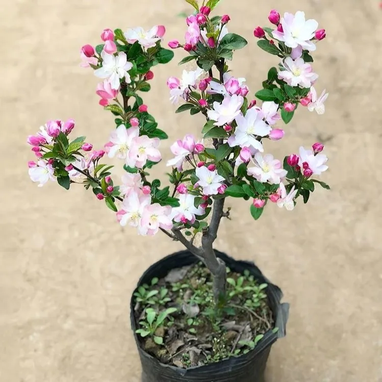 西府海棠盆栽阳台庭院种植花香耐寒耐旱开花有香味海棠海棠树