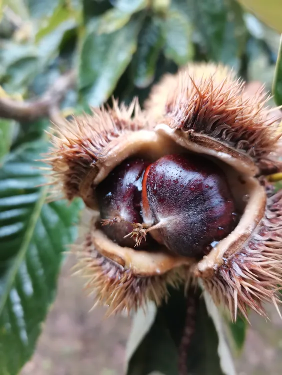 沂蒙老树板栗 自家种植 口感粉糯香甜 好剥皮