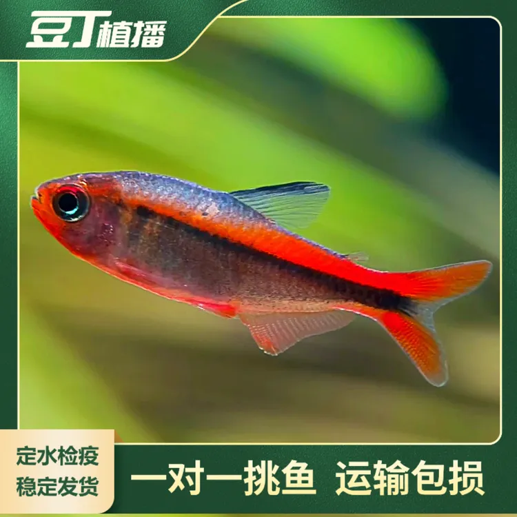 【豆丁植播】野生红火蚁魔鬼灯鱼/正品保真