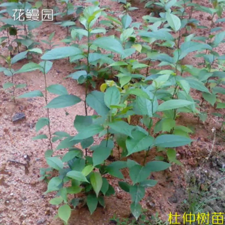 杜仲苗-杜仲树苗-杜种树苗-杜种苗-材庭院种植 绿化杜仲苗 
