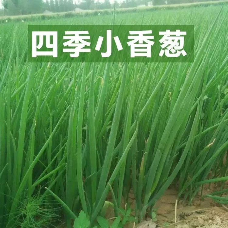 小香葱籽种仔四季速生小葱分葱阳台盆栽耐热耐寒葱种大蔬菜