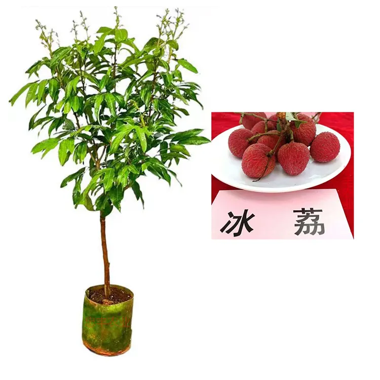 荔枝苗苗木桂冰荔果树苗种植果树苗带土嫁接修剪成活裸根发货打包