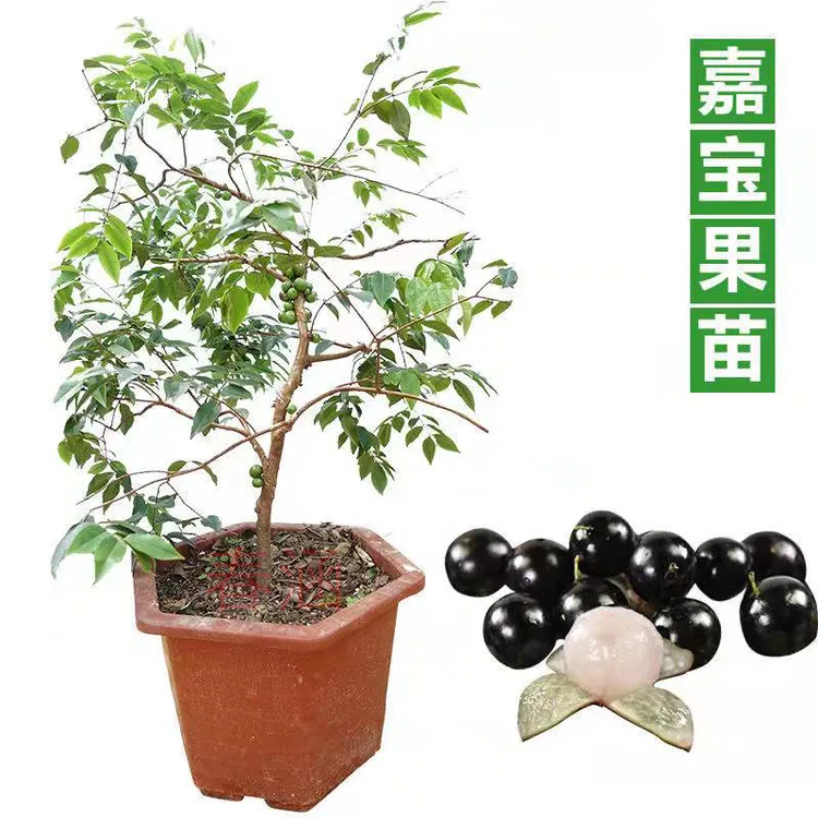 沙巴嘉宝果树嘉宝果苗带叶带土园艺打包修剪栽培成活种植农业根部