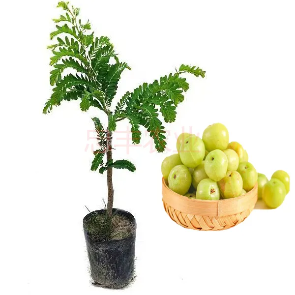 大果甜油甘果树苗牛甘果水果树苗余甘子盆栽庭院种植栽培苗木打包