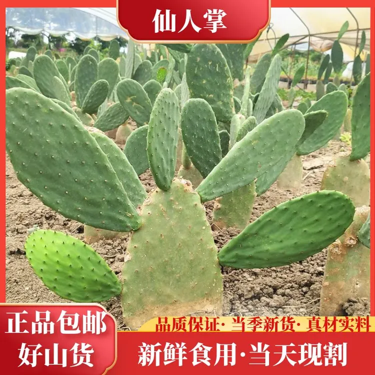 正宗新鲜梨果仙人掌精选叶菜厚片农产品仙人掌特产食材3-5斤包邮