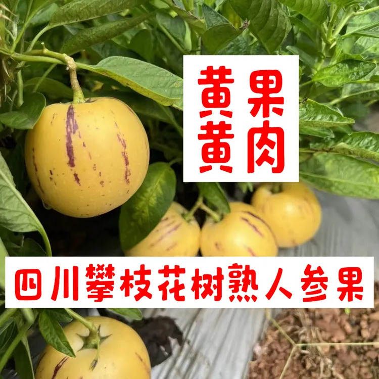 露天树熟人参果（配用中通快递）