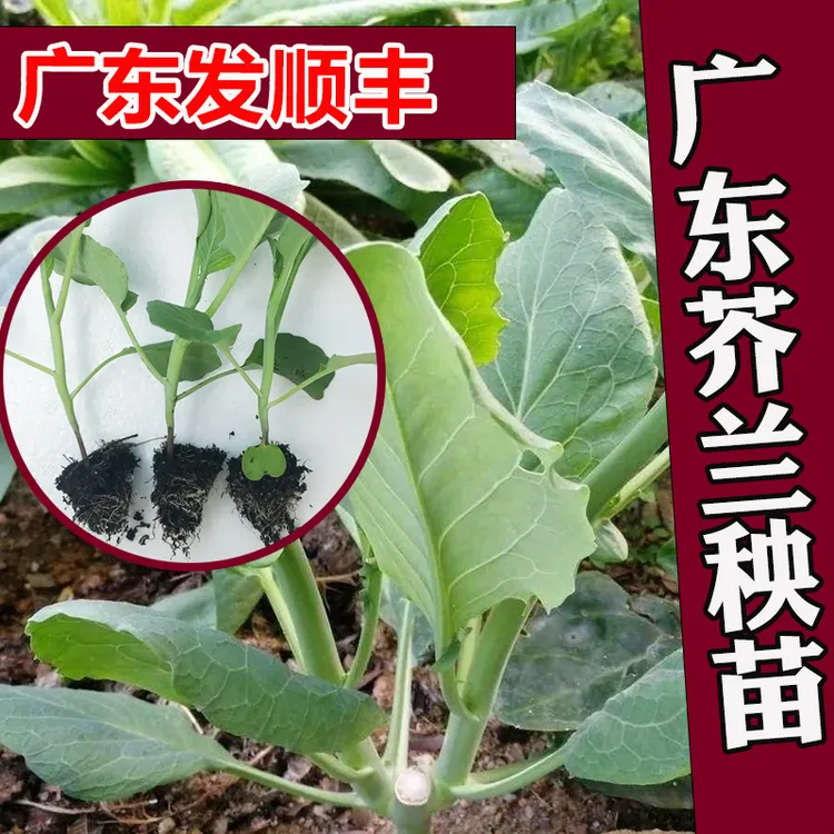 芥蓝种苗 芥兰菜秧苗 夏季种菜园种植耐热蔬菜种子农家四季播种