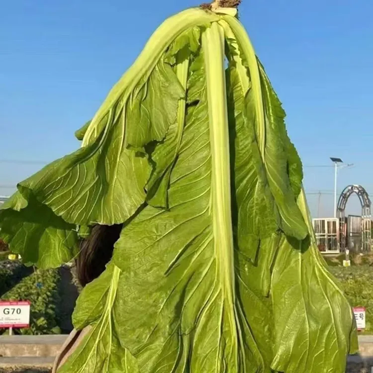 高脚芥菜苗紫芥菜秧苗籽可腌制泡菜鲜食营养蔬菜-