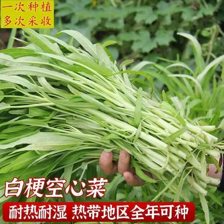 【顺丰包邮】柳叶白梗空心菜苗四季种植白杆空心菜籽田园阳台种植