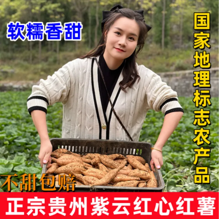 正宗贵州紫云红薯黄心板栗薯宝宝黄金小香薯新鲜5斤