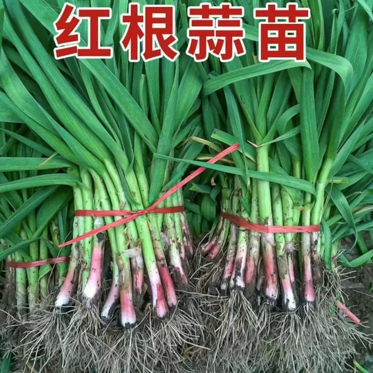 现挖新鲜青蒜苗5斤红皮青梗红根蒜苗本地蒜苗3斤新鲜蔬菜当季1斤商品图