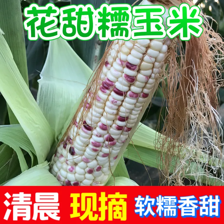 花糯玉米当季新鲜带皮当天现摘甜糯代餐3斤5斤9斤精品苞米原产地