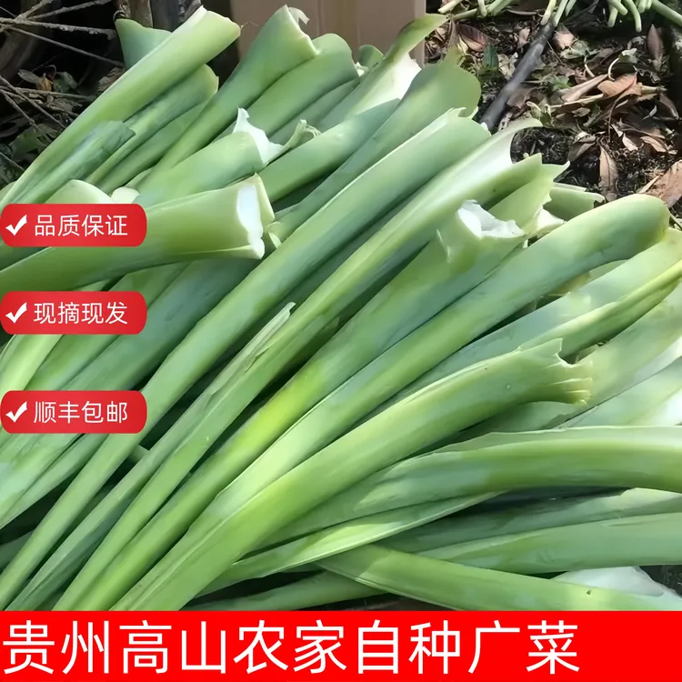 贵州高山人工种植【广菜芋荷菜】现摘现发新鲜脆嫩佳品