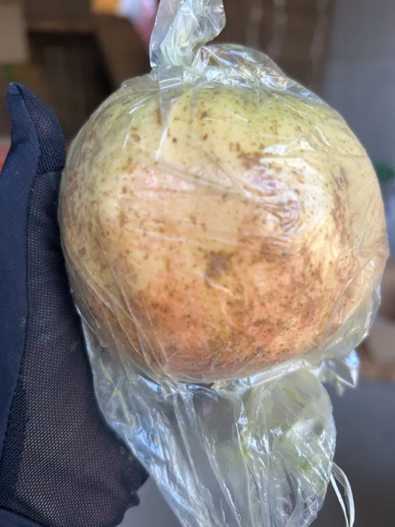 云南蒙自绿籽老树石榴