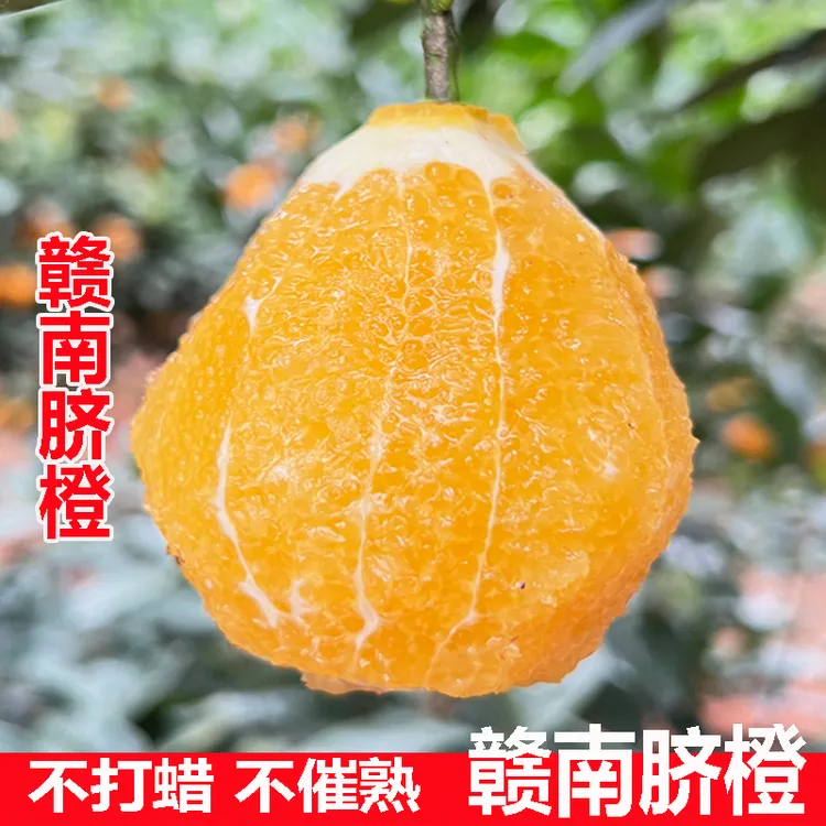 【新鲜带叶】正宗江西赣南脐橙新鲜现摘现发5/10斤装甜橙子水果
