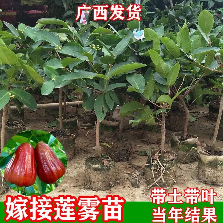 莲雾苗树苗台湾黑金刚莲雾嫁接苗大叶红南方种植地栽盆栽庭院种植