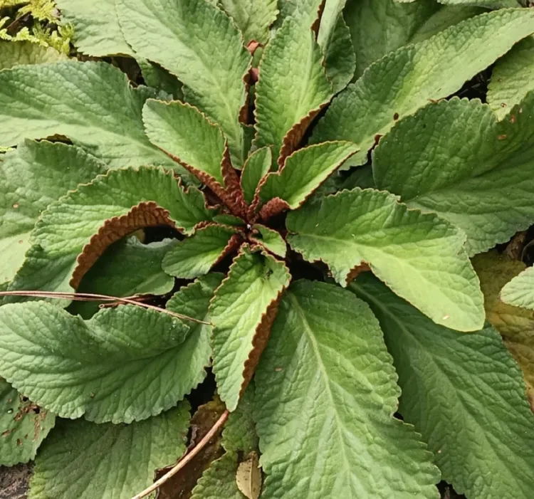 福建高山石上莲500克
