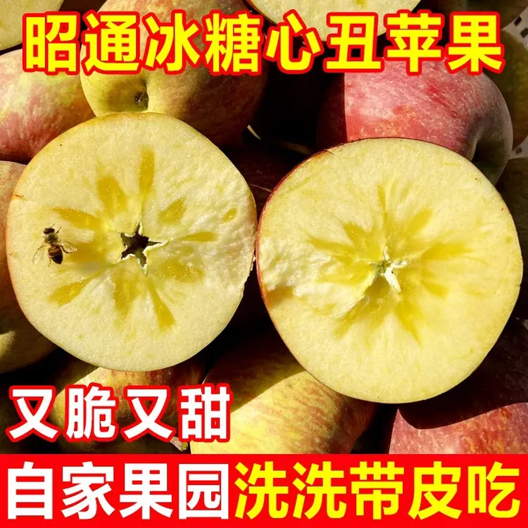 云南昭通正宗丑苹果新鲜现摘现发包邮