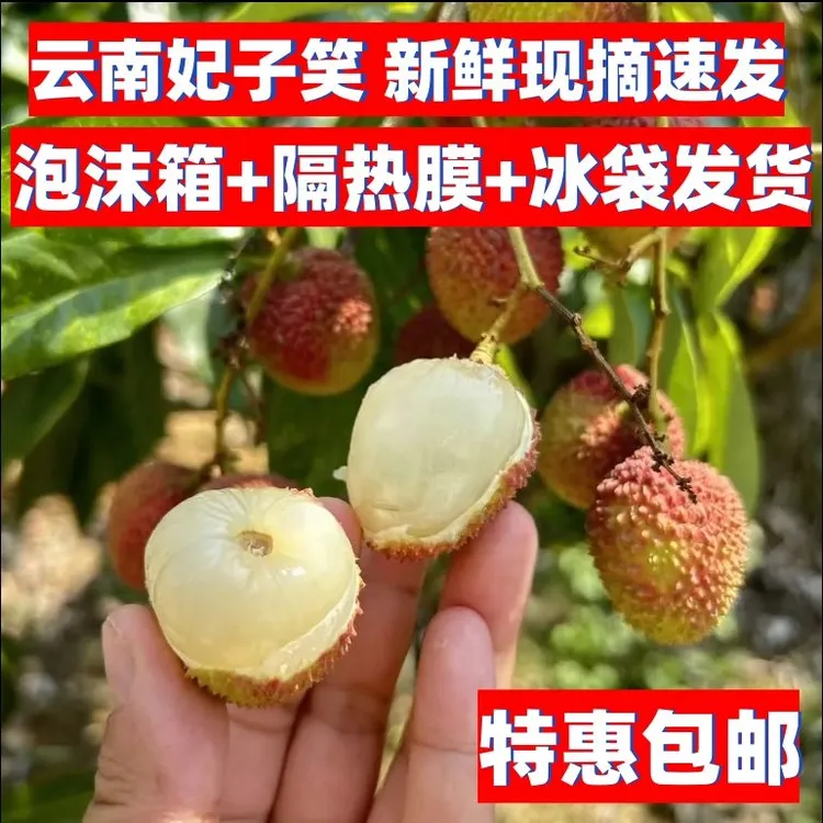  云南红河妃子笑荔枝新鲜现摘现发屏边荔枝包邮