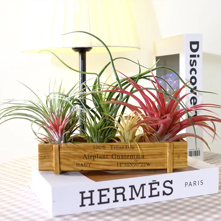 空气凤梨进阶豪华木盒组（巨型红黄绿贝可利美杜莎休士顿）家居搭配