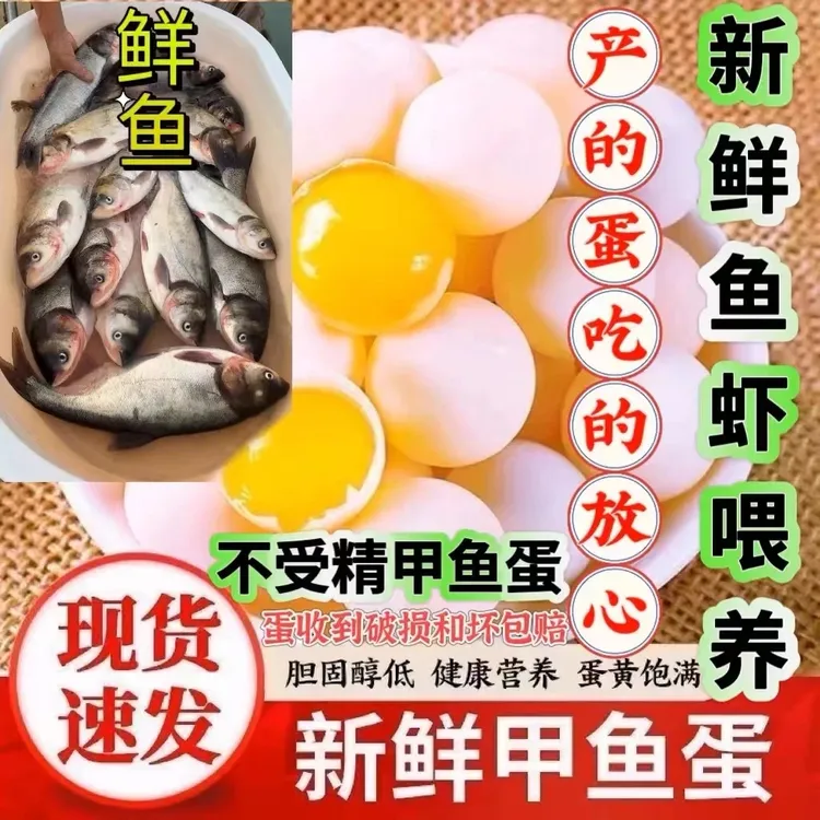 农家食用新鲜蛋甲鱼蛋宝宝辅食营养美味新鲜蛋