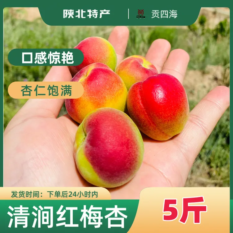 大大大清涧红梅杏5斤包邮