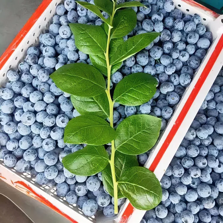 【蓝莓大果4盒】蓝莓12MM-15MM净重1斤新鲜现摘现发125克/盒爽口