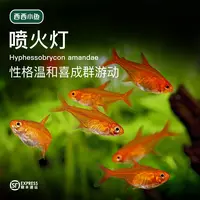 西西小鱼 喷火灯鱼 灯科鱼小鱼观赏鱼小型饲养混养活体热带水族