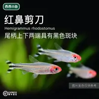 西西小鱼 红鼻灯科鱼 小鱼观赏鱼