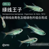 西西小鱼 绿线王子 灯科鱼小鱼观赏鱼小型饲养混养活体热带水族