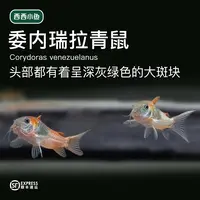西西小鱼 委内瑞拉青鼠