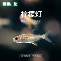 西西小鱼 柠檬灯鱼