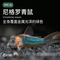 西西小鱼 尼青尼格罗青鼠鼠 小鱼观赏鱼小型饲养混养热带