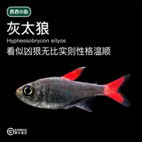 西西小鱼 灰太狼鱼 2cm 灯科鱼小鱼观赏鱼水族活体热带混养饲养