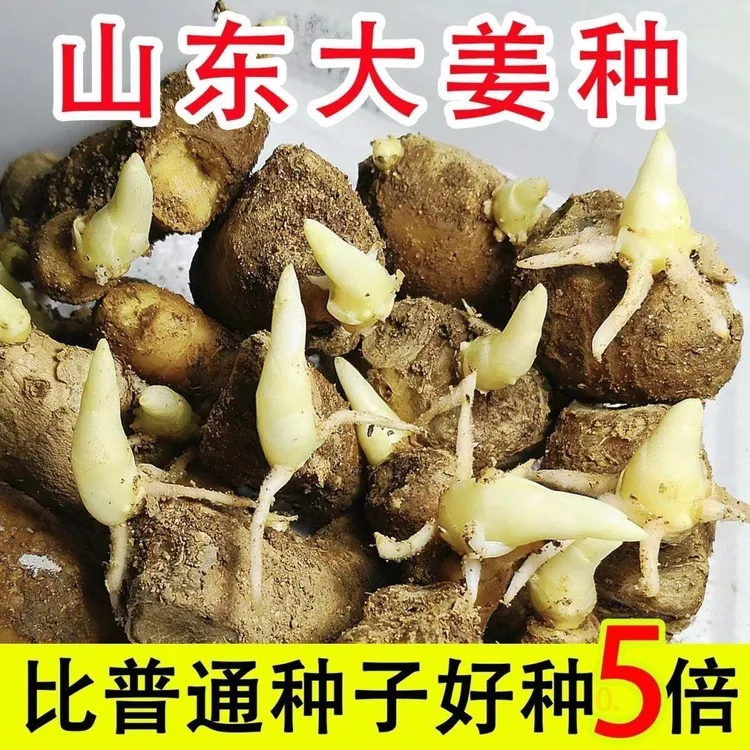 生姜种子姜种带芽山东大姜种籽生姜种植苗老姜子姜芽大肉姜种苗