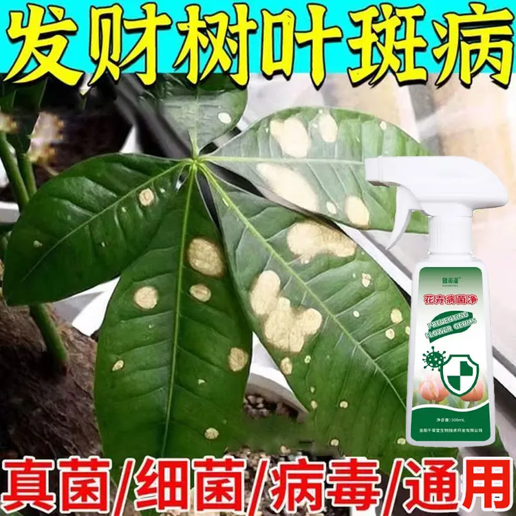 发财树叶斑病专用喷雾植物黄叶白斑焦尖免稀释营养液抗病壮根肥料