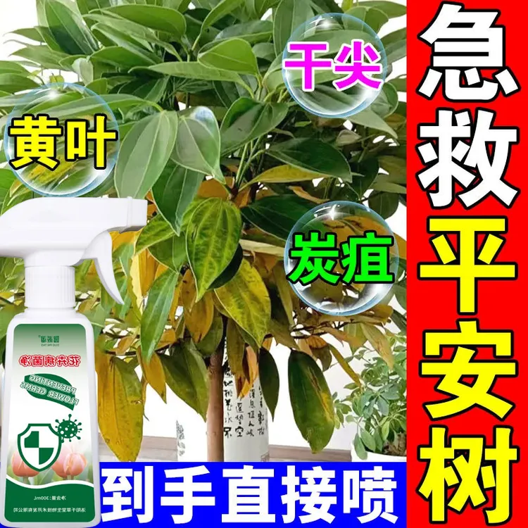 平安树叶子发黄干枯喷雾营养液防焦尖枯萎烂根黑叶白粉虱花病肥料