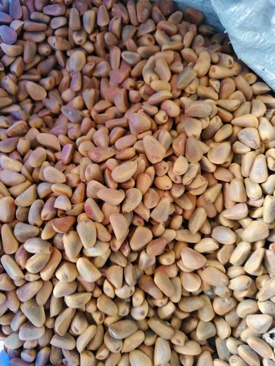 大颗粒 生松籽 2.2斤包邮 送夹子