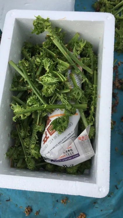 山野菜  新鲜黄瓜香 （广东菜3斤通货包邮） 散装