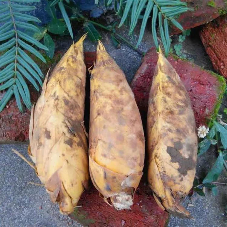 高山黄泥冬笋现挖新鲜野生毛竹笋楠竹笋现发去老根精选鲜嫩