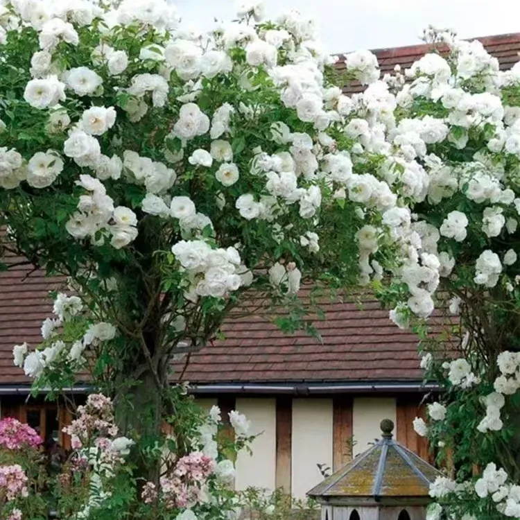 爬藤月季花藤冰山白色系列大花浓香多季开花盆栽花墙拱门庭院植物商品图