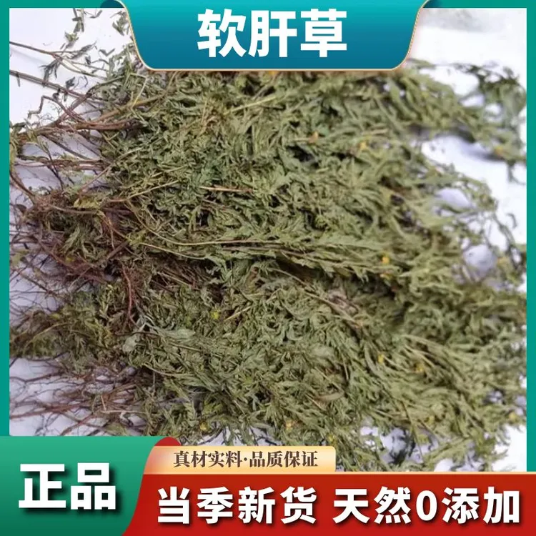 软肝草广西野生软肝草新货软肝草铁甲草益肝草整株益母草滋补原料