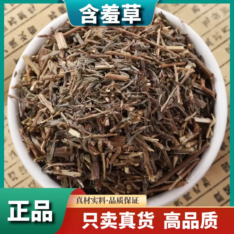 含羞草500g克官方正品晒干红骨新鲜含羞草干货益母草怕羞草泡水喝