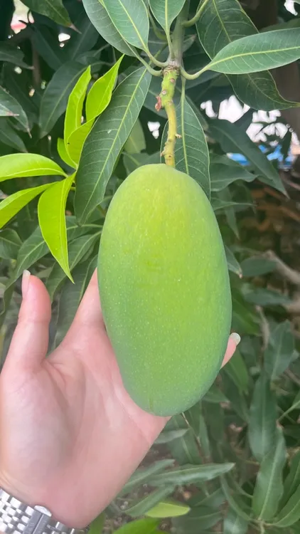 丽江华坪椰香芒果