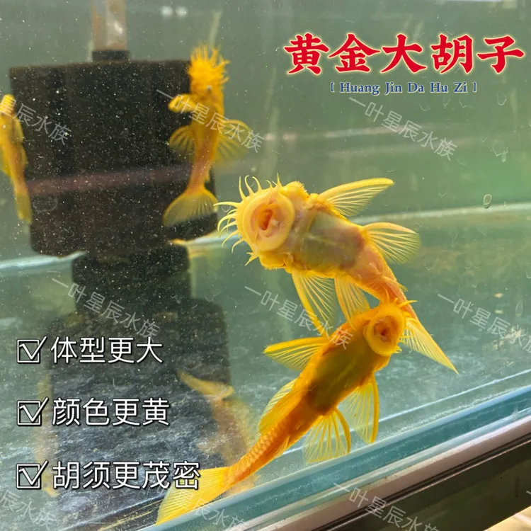 黄金大胡子鱼清缸除藻可混养工具鱼小型观赏鱼热带鱼养殖活体发货