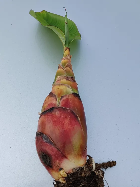 地涌红莲地涌金莲小苗，易活好养，先观叶茎，后观花地涌金莲花