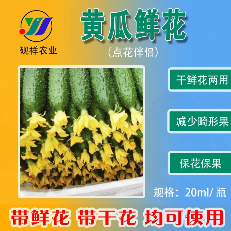 黄瓜专用沾花顶花带刺鲜花期长预防畸形瓜提早上市