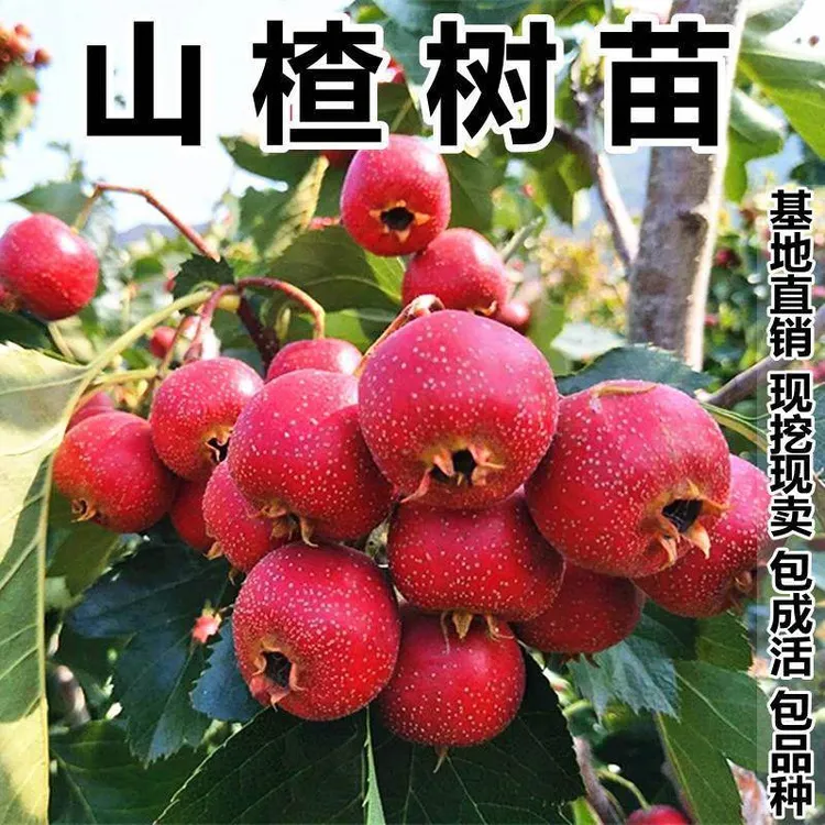 山楂苗山楂树苗大五棱蒙山红山楂苗南方北方种植盆栽地栽买一送一