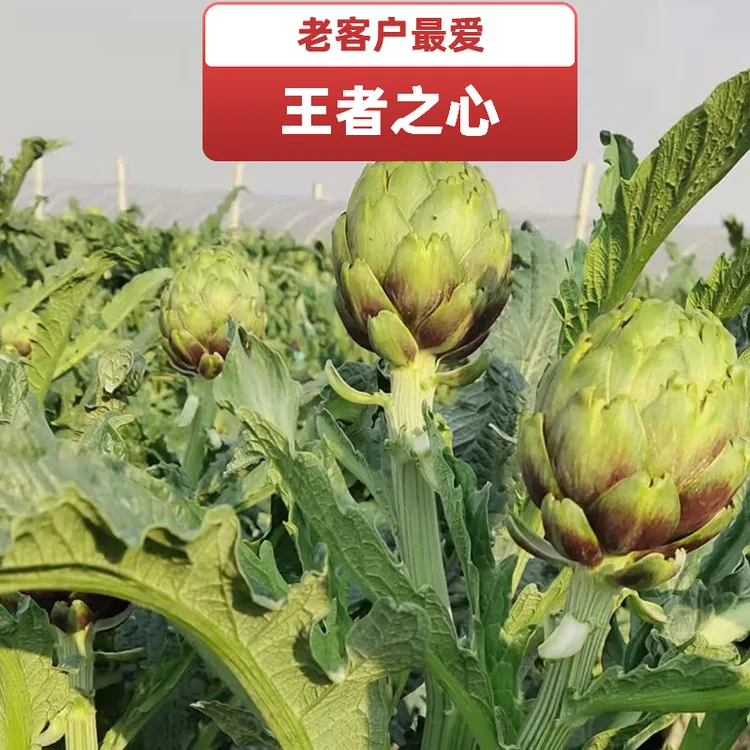 粉丝福利【大中小果混发王者之心】云南特产新鲜洋蓟朝鲜蓟食材营养